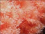 White Nectarine/Pink Coral